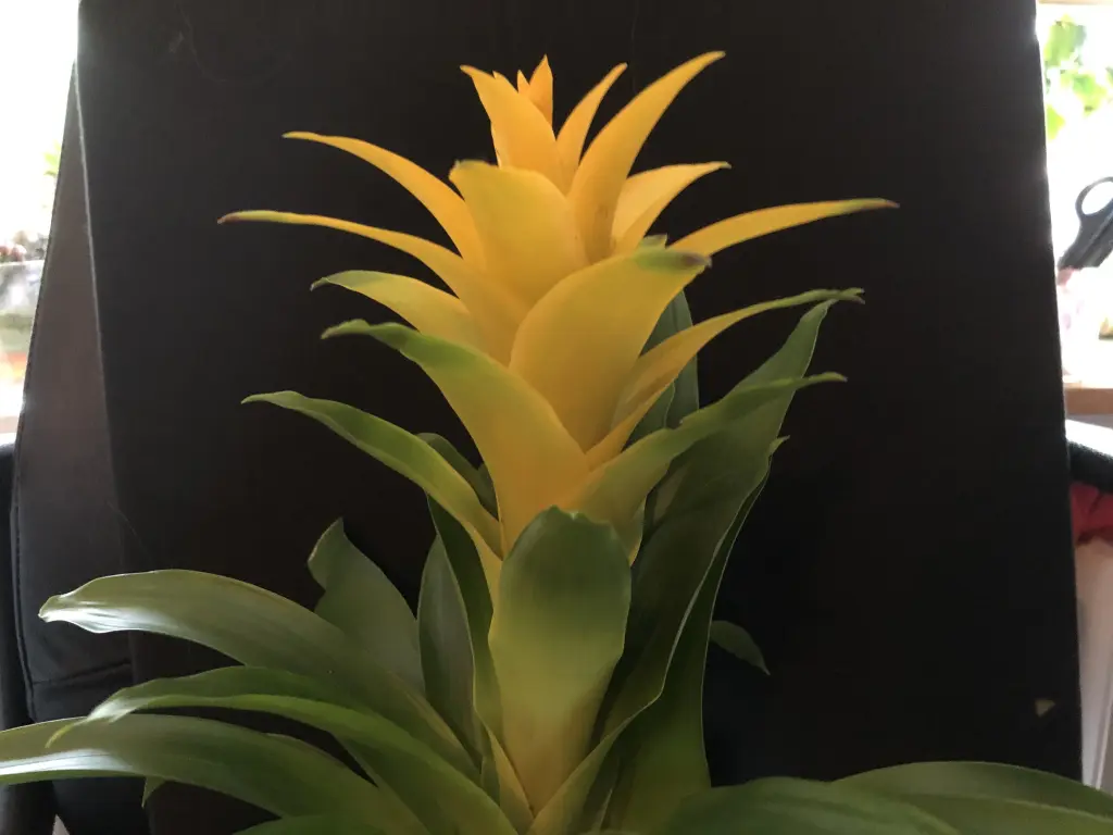 Condolence image of Deine Familie 