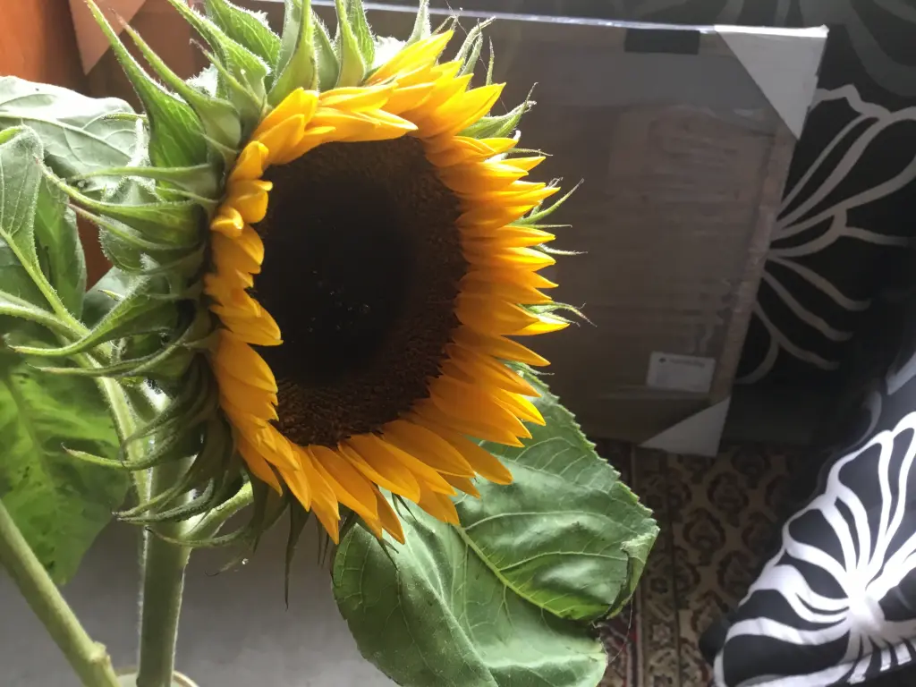 Condolence image of Deine Familie