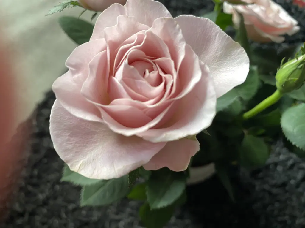 Condolence image of Deine Familie 