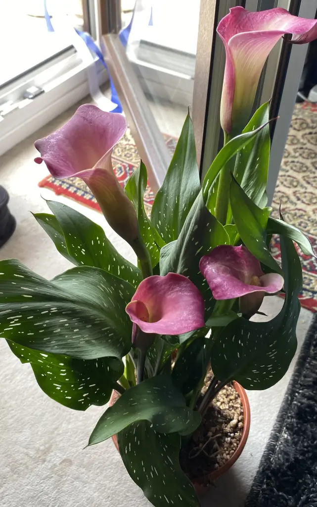 Condolence image of Deine Familie 