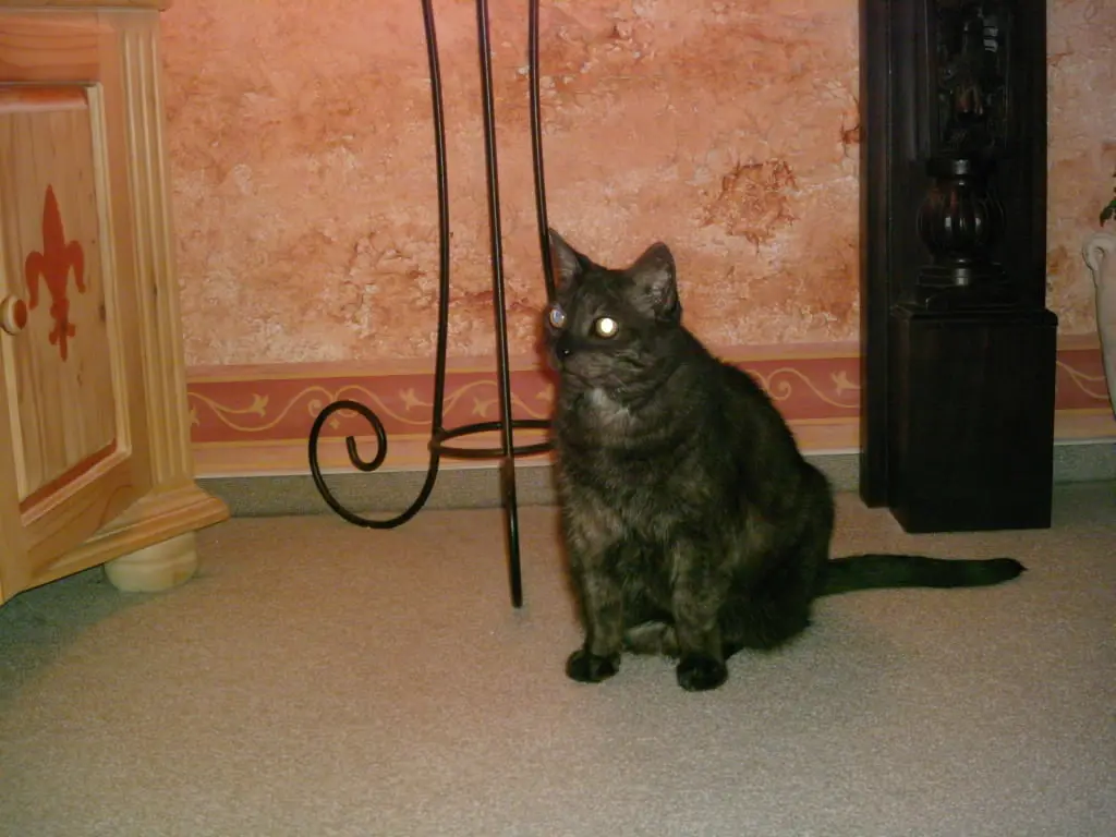 Condolence image of deiner Ilse