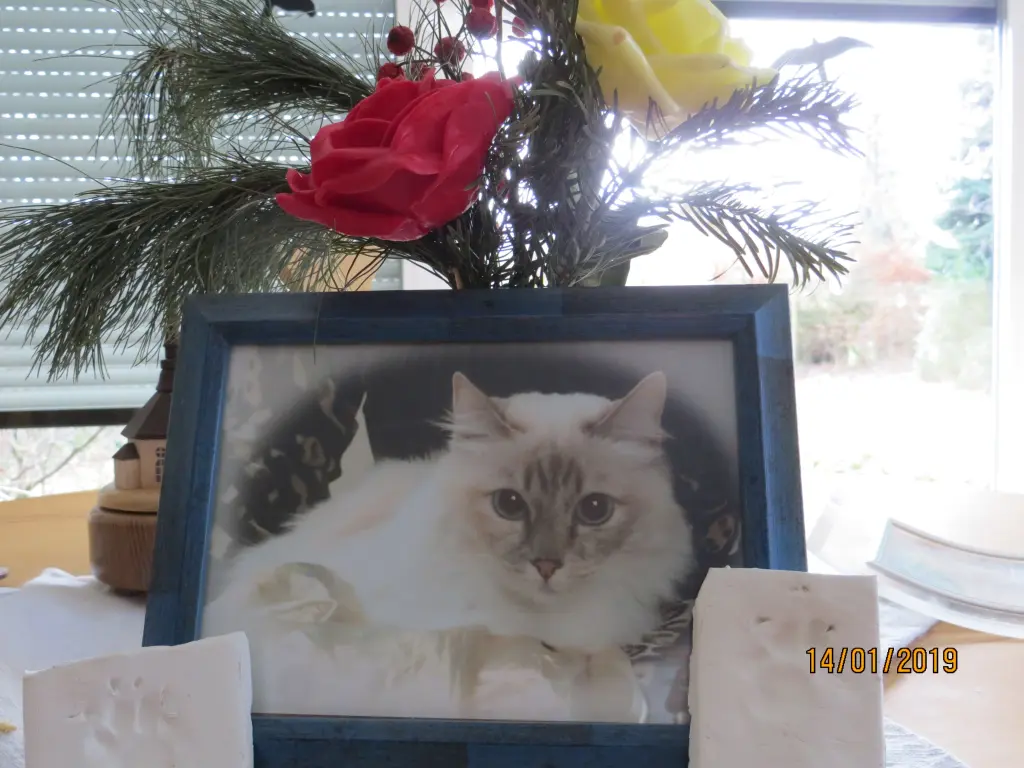 Condolence image of Uschi mit Seelenkatzen Jojo und Merlin