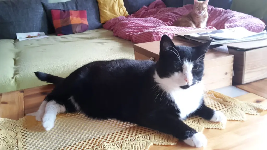 Condolence image of Eike und Edeltraud mit Mulle Miezi und Jonny tief im Herzen 