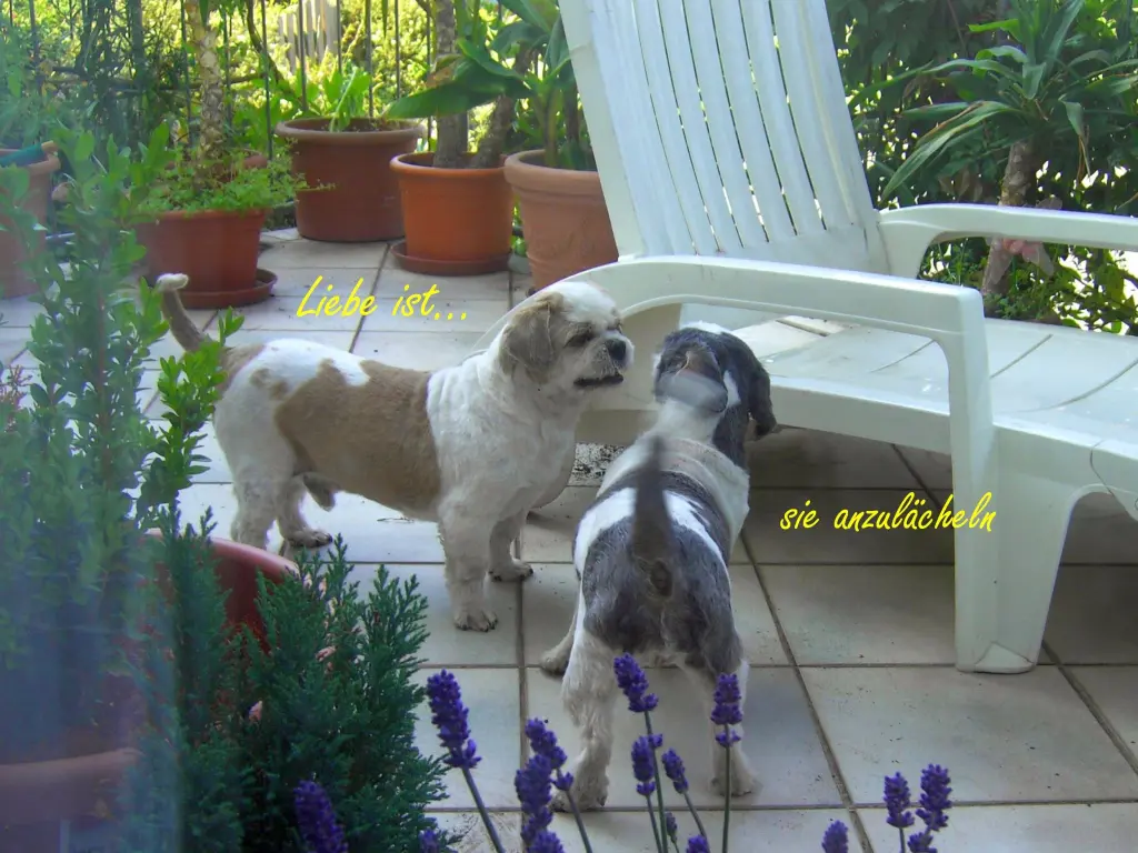 Condolence image of Marika mit Balou und Hippo im Herzen