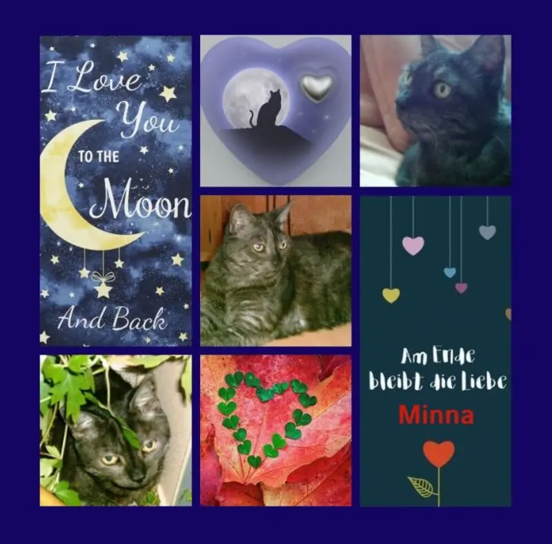 Condolence image of Rosen für Minna zum 15. Sternchengeburtstag