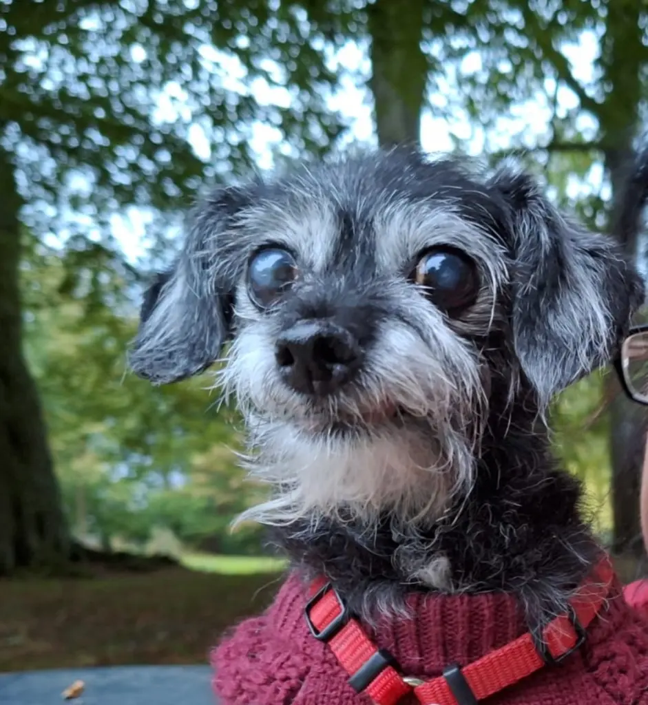 Andachtsbild von Manuela mit Amy tief im Herzen ❤️