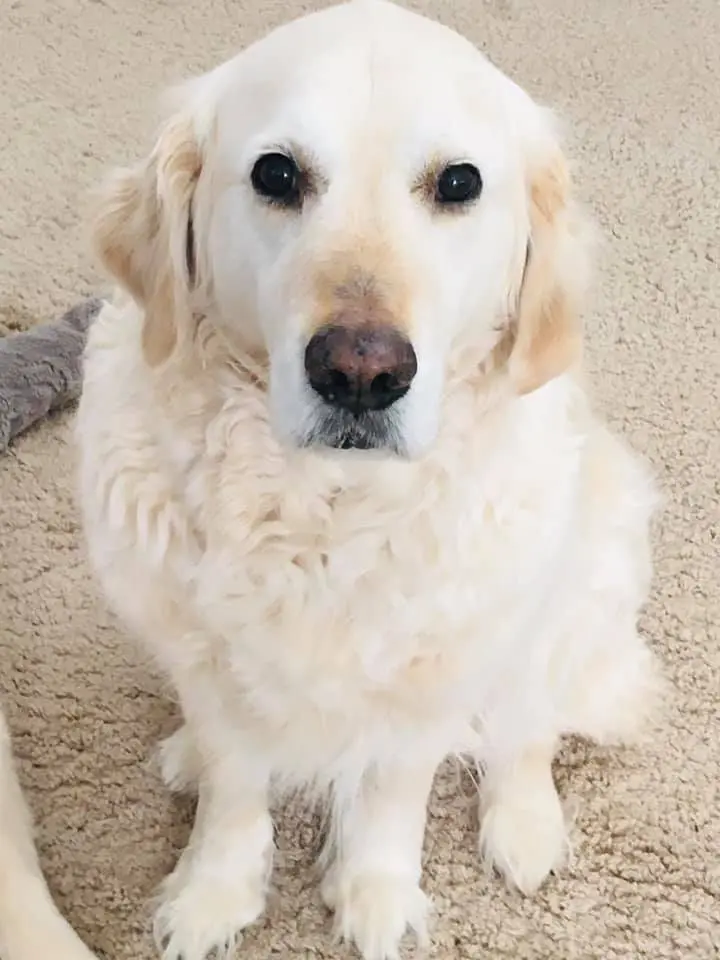 Bild von Charly, der Herr Professor