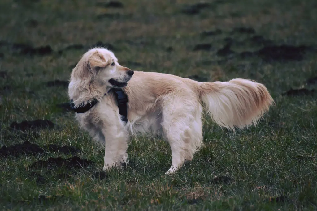 Bild von Charly, der Herr Professor