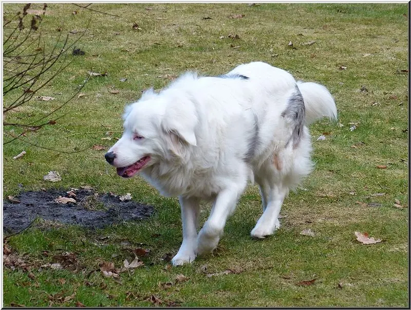 Condolence image of Collie in Not