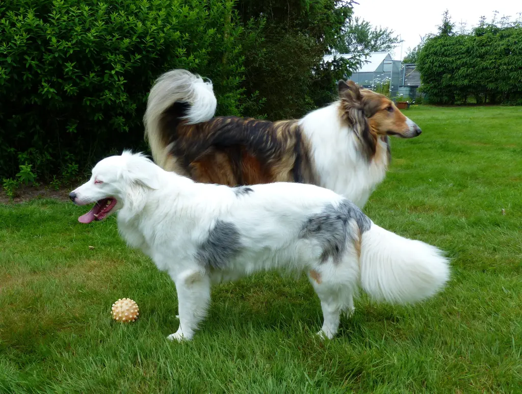 Condolence image of Collie in Not 