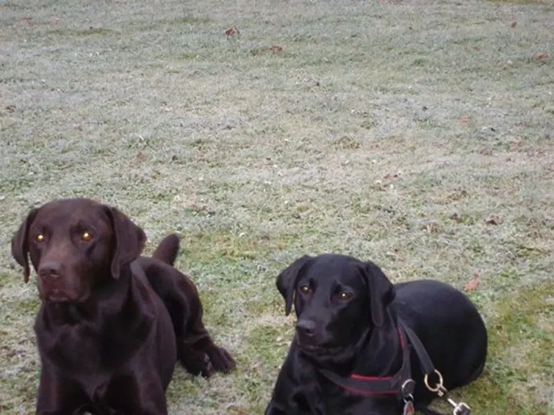 Condolence image of Roschi