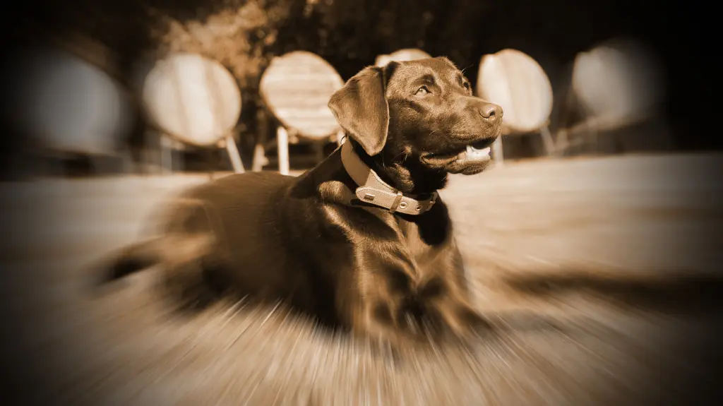 Condolence image of Arya vom Lutterhof