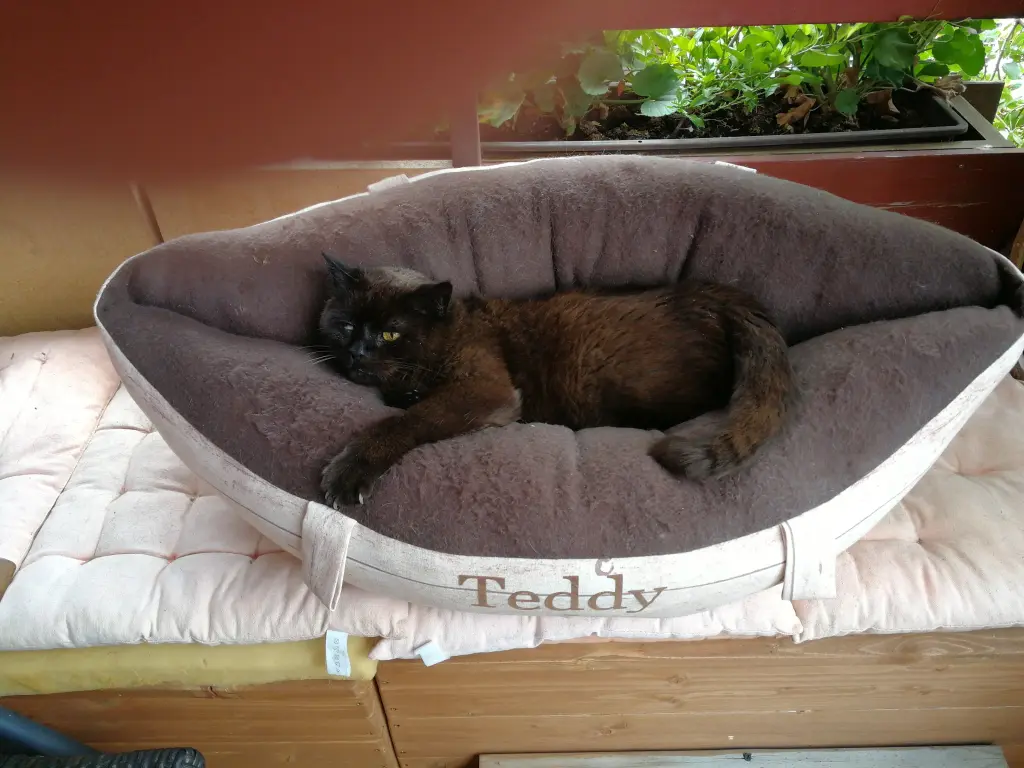 Condolence image of Cornelia