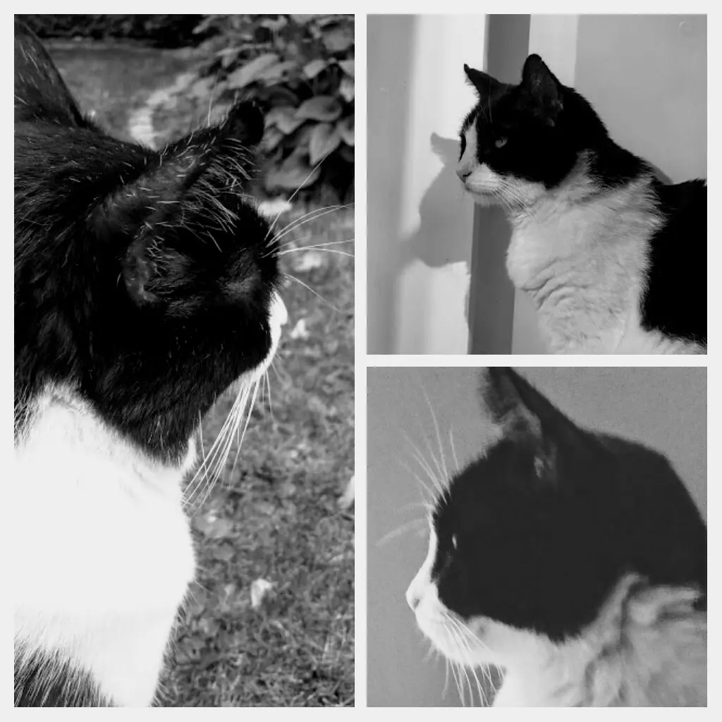 Condolence image of Monika mit Carlo im Herzen 