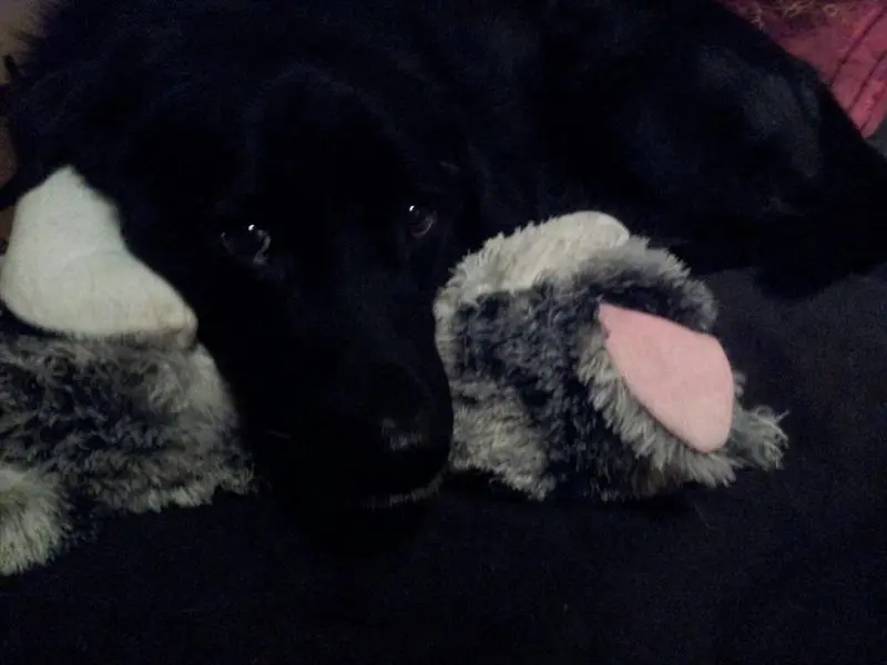 Condolence image of Andrea mit Apollo im Herzen