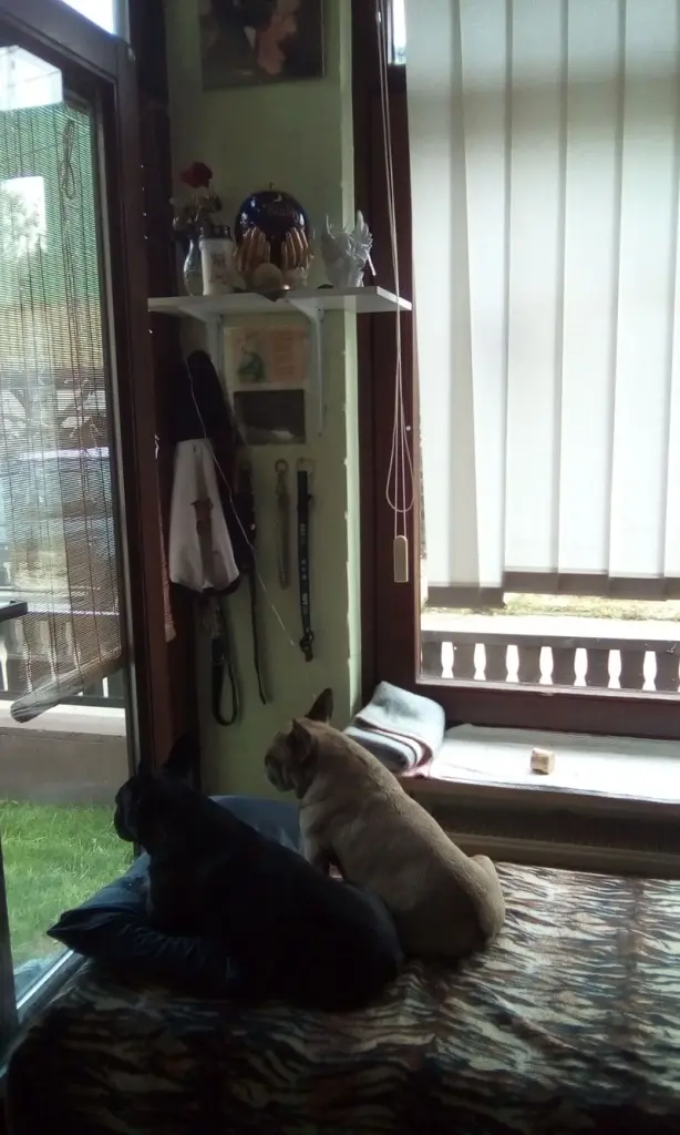 Andachtsbild von Elfe mit Joy,meggy u Buddy in unseren herzen