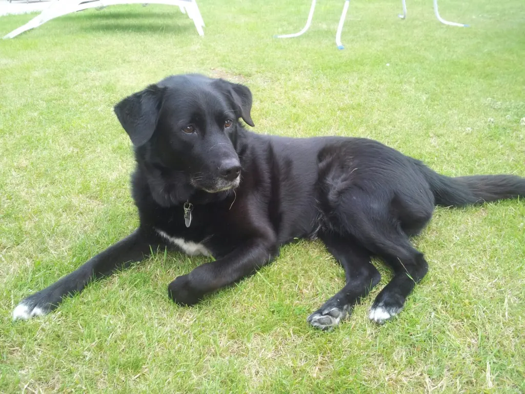 Andachtsbild von Andrea mit Apollo im Herzen