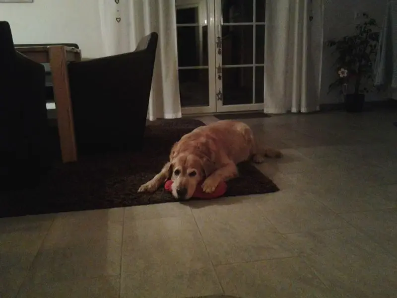 Andachtsbild von Micha mit Cäsar im Herzen