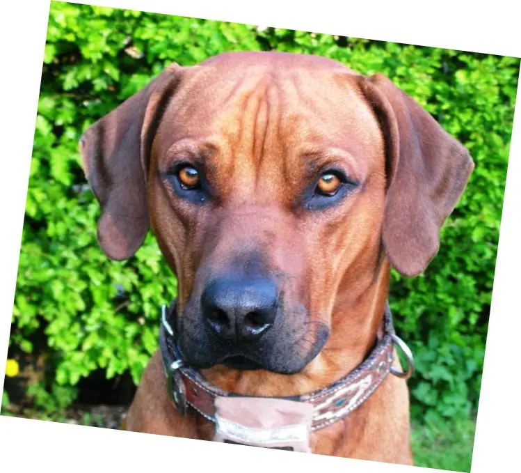 Condolence image of Britta