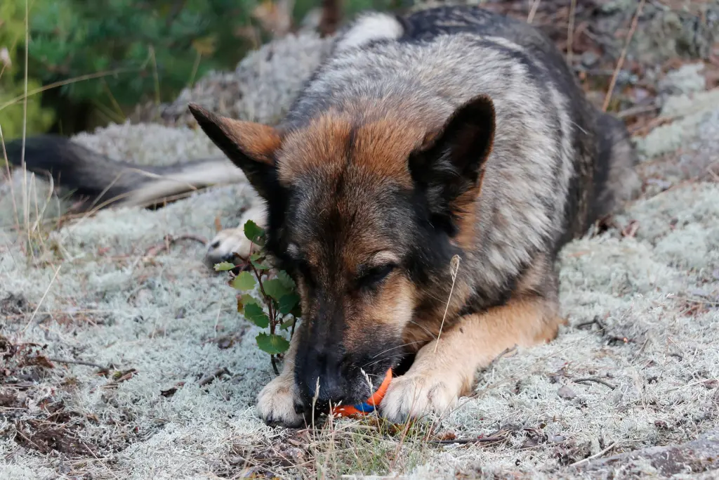 Condolence image of Reinhard