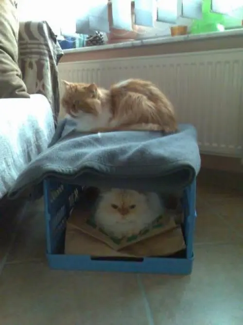 Image from Henry und Leo