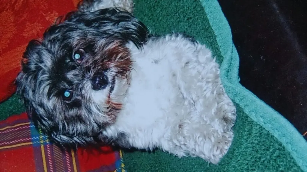 Condolence image of Sigrid mit Kira