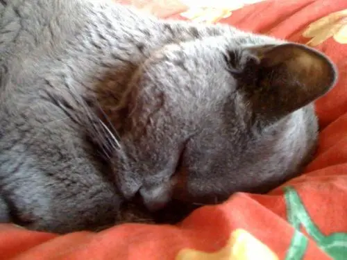 Image from filouchen