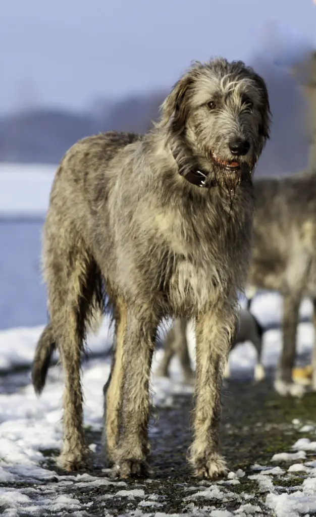 Condolence image of Elisabeth