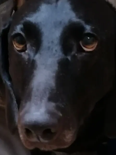Andachtsbild von Heidi