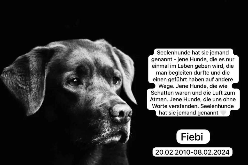 Bild von Fiebi