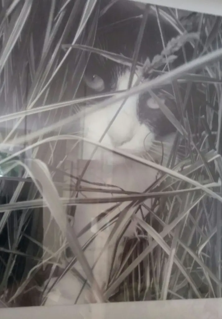 Condolence image of Monika mit Carlo im Herzen