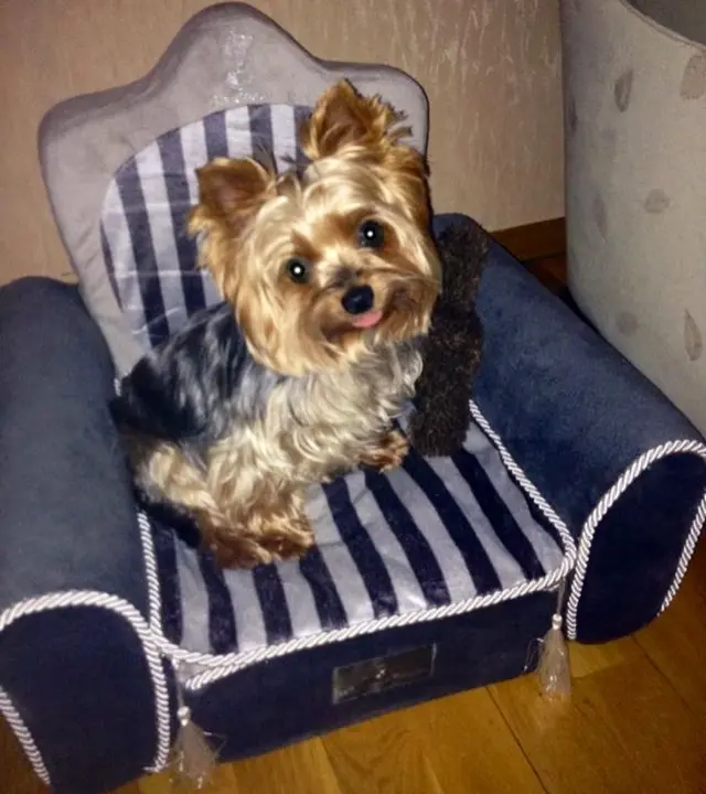 Condolence image of Oliver