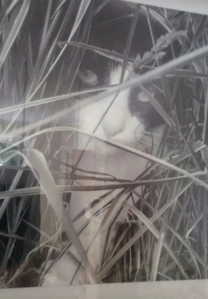 Condolence image of Monika mit Carlo im Herzen
