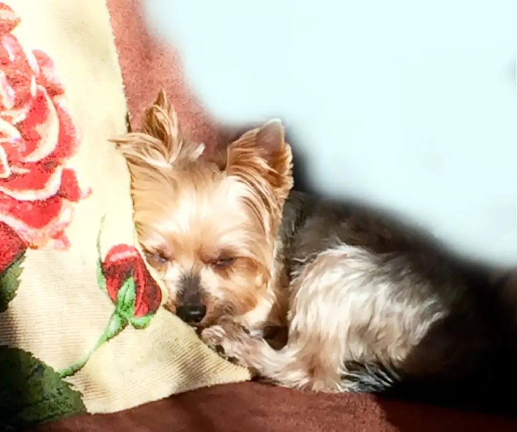 Condolence image of Marc