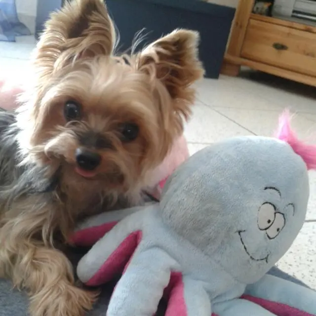 Image from Gizmo