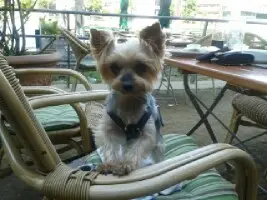 Image from Gizmo