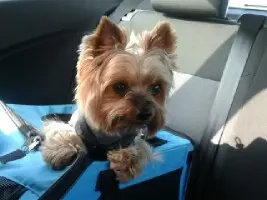 Image from Gizmo