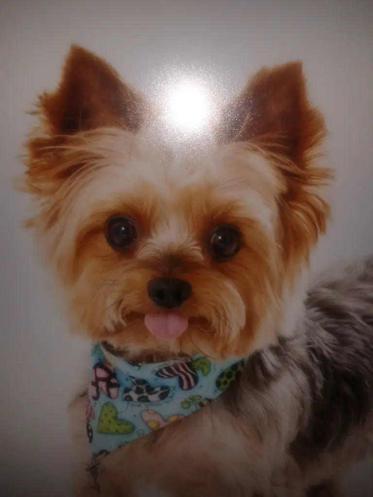 Image from Gizmo