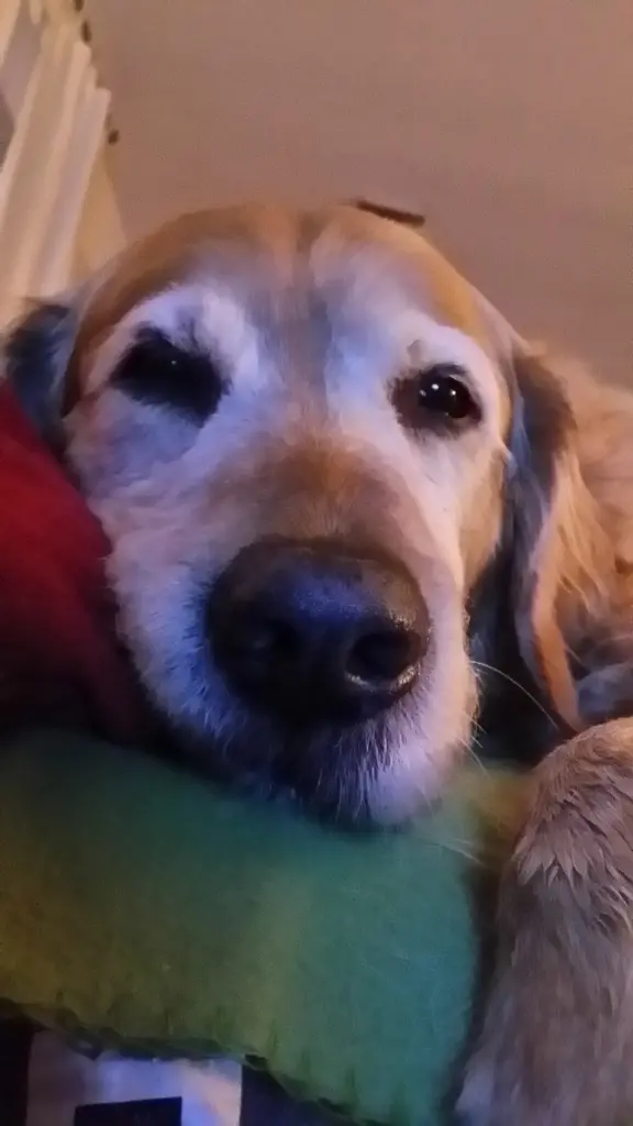 Condolence image of Micha mit Cäsar im Herzen