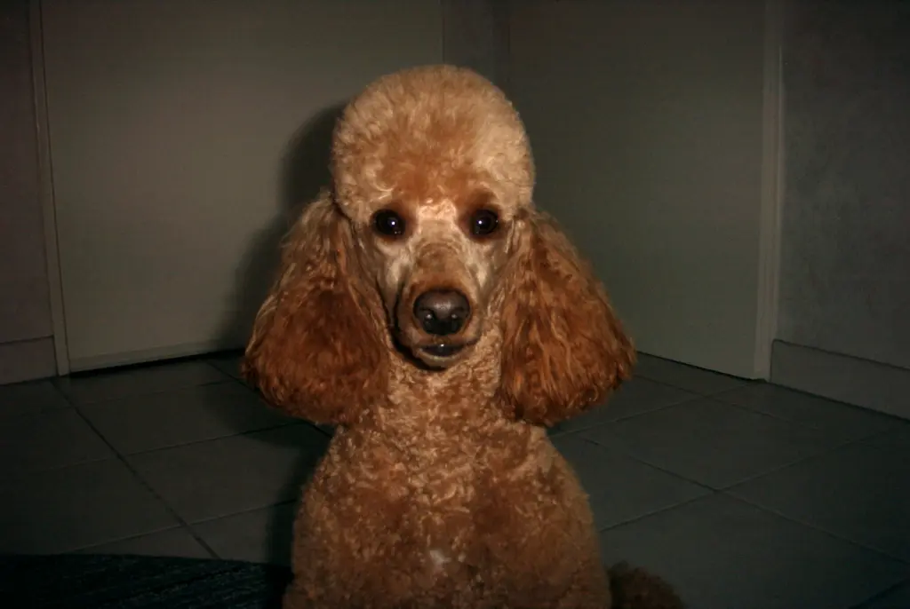 Image from Sir Henry