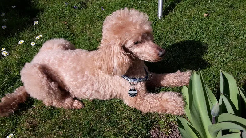 Image from Sir Henry