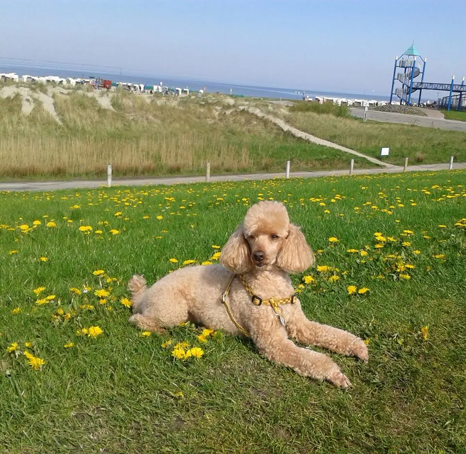 Image from Sir Henry