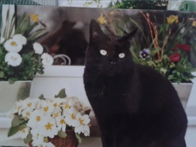 Condolence image of Jutta Kühn