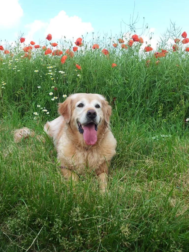 Condolence image of Anika 