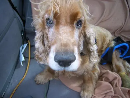 Image from ???Bobby???