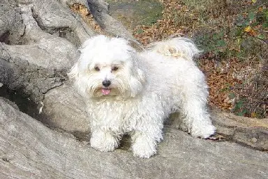 Andachtsbild von Peter Ohlberger