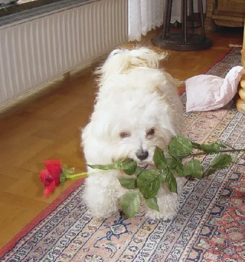 Andachtsbild von Peter Ohlberger