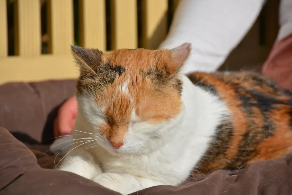 Condolence image of Sabine mit Mimmi im Herzen