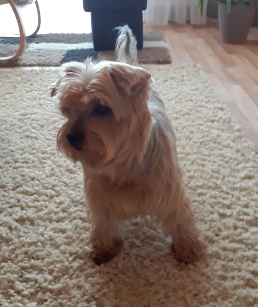 Condolence image of Ewa & Krzysztof mit Jacki tief im Herzen❤️ 