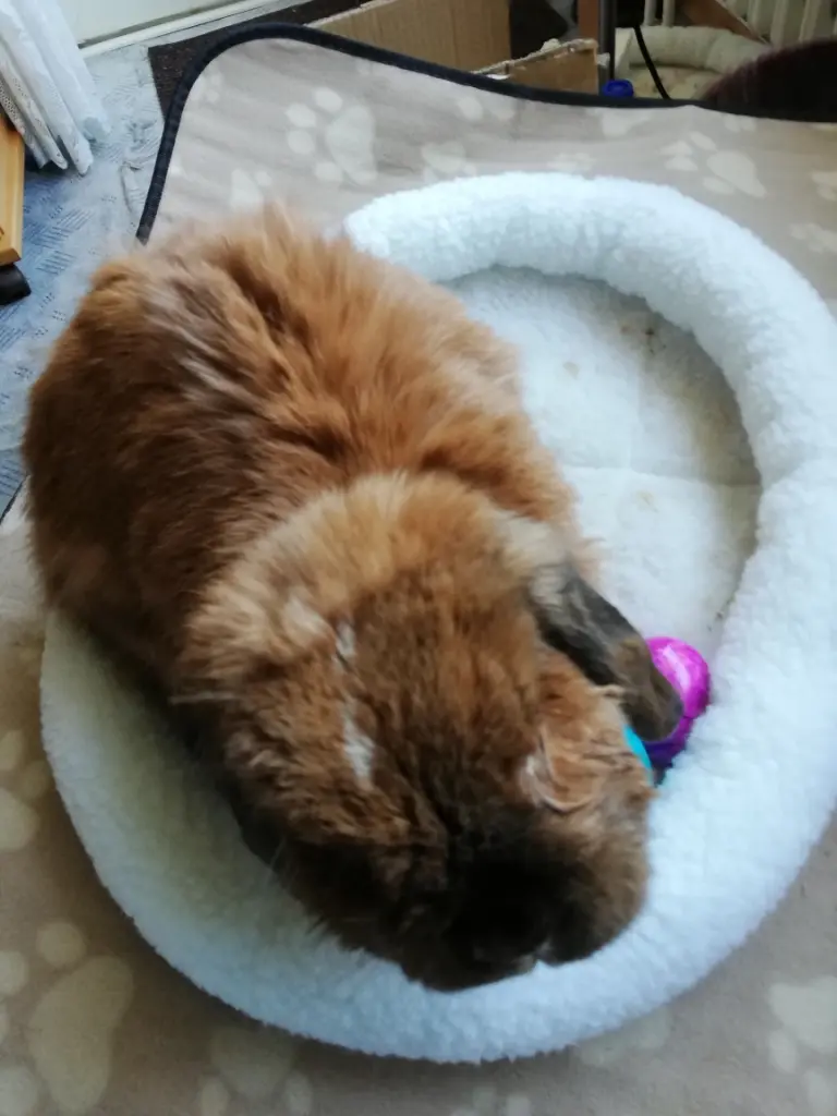 Condolence image of Andrea mit Schnuffi tief im ❤ 